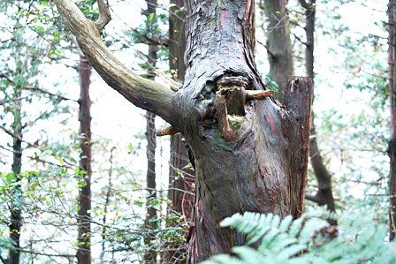 樹の節のオブジェ/三上山