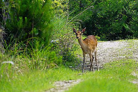 固まってしまった鹿