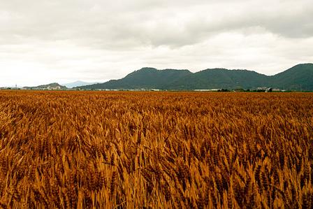 滋賀の「麦秋」に身を置く