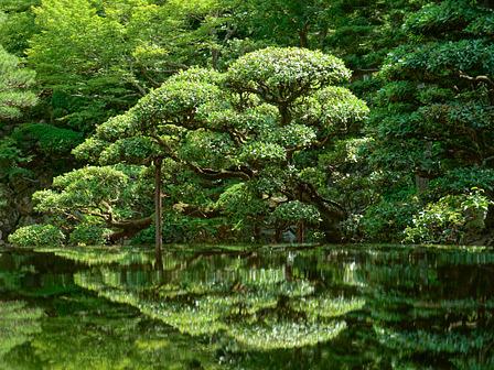 花梨のテーブルの映り込み「庭鏡」