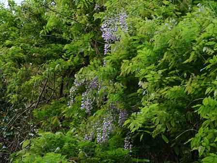 「命和」はどんな色