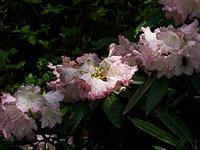 花が見かけない鎌掛谷ホンシャクナゲ2019年