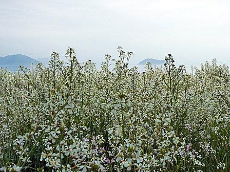　琵琶湖湖畔のハマダイコン