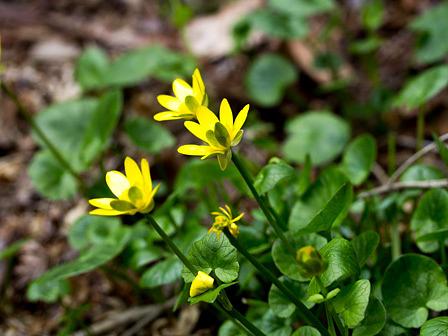 りゅうきんか/三上山