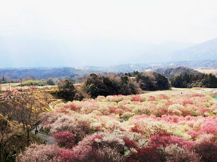 「梅まつり」いなべ市農業公園