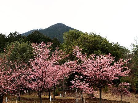 カンヒザクラ満開/近江富士花緑公園