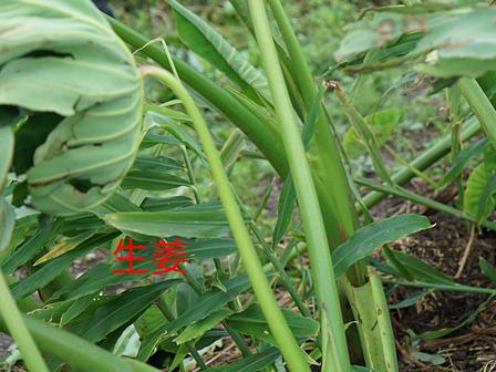 種ショウガの越冬に失敗