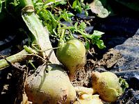 手間いらずの黒マルチかけジャガイモ作り