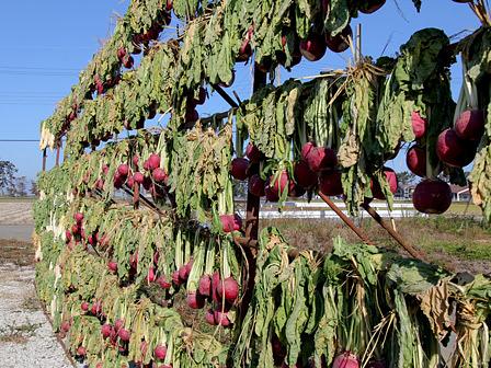 冬の風物詩赤かぶ干し