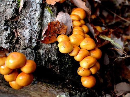 なめこを見つける/希望が丘