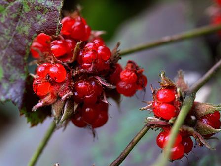 フユイチゴを見出す/希望が丘