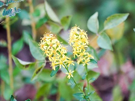 秋のキリン草/希望が丘