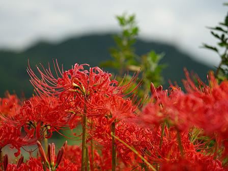 どうして、お彼岸に咲くの