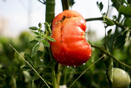 昭和のトマトを栽培