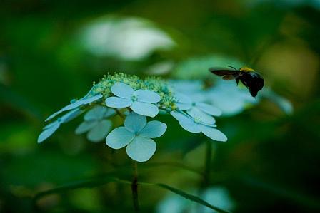 アジサイにホバリングする熊蜂