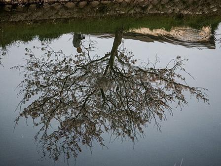 祇王井川の川面に映り込む桜