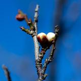 梅に導かれあれこれ