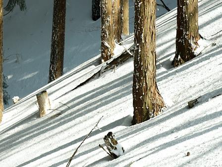 日が射し込む杉林の冬陰/綿向山