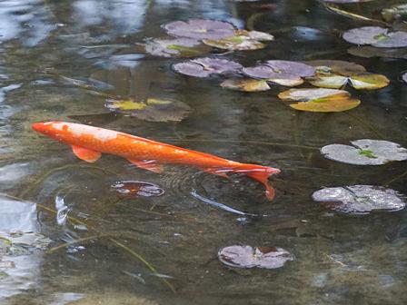 滋賀の「モネの池」/近江富士花緑公園ふるさと館