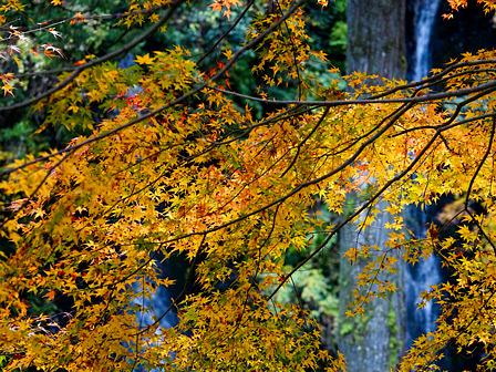 岐阜県揖斐郡の夫婦滝