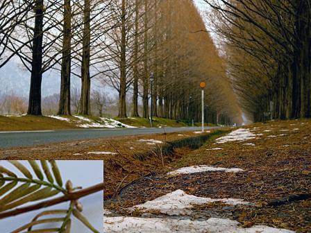 師走のメタセコイア並木