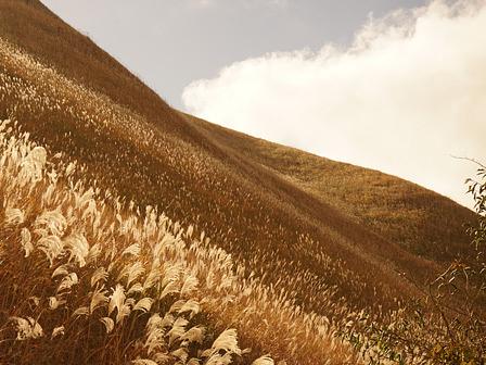 銀色のススキそよぐ曽爾高原