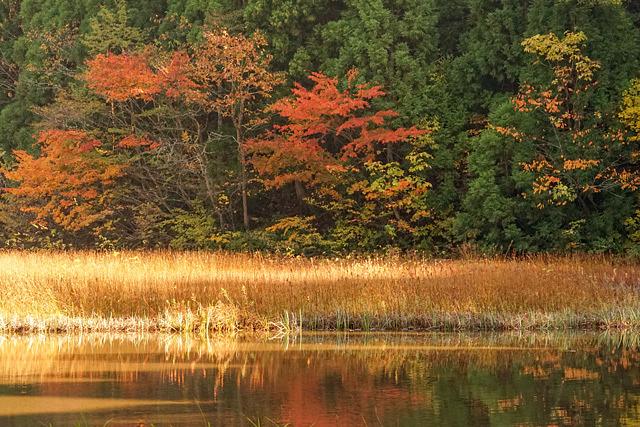 草紅葉が高島市平池！