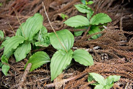 城山裾野のコクラン