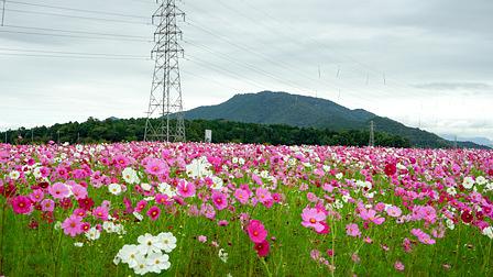 ２００万本のコスモス畑/近江八幡野田町