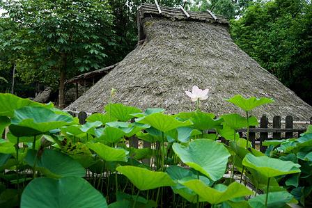 2000年後発芽した大賀ハス/弥生の森歴史公園