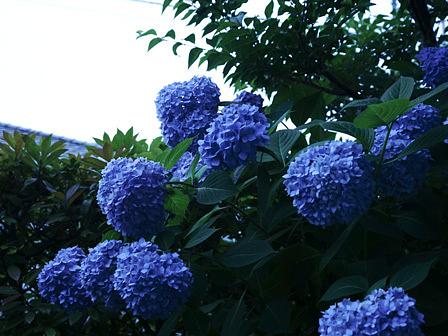 七変化のアジサイあれこれ