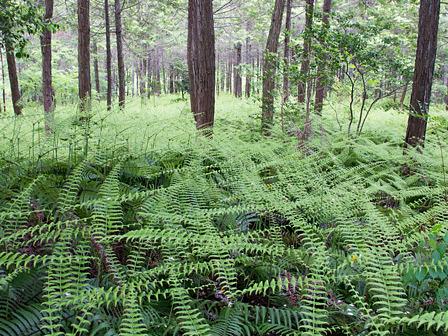 ウラジロの美しい紋様/三上山