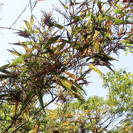 「竹が花を咲かせる」希望が丘の山林