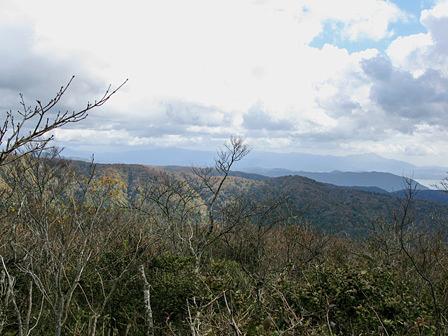 黄スミレ群落に出合った近江坂