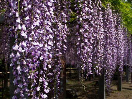 「三大神社の藤」ツル右巻きそれとも左巻き