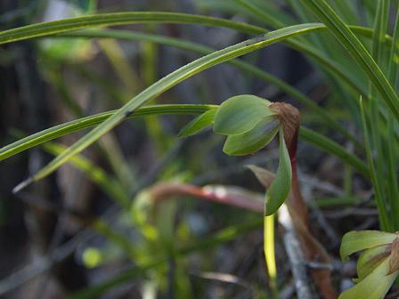 三上山・北尾根縦走路にて春蘭