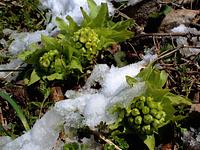 春は苦味を味わう季節「フキノトウ・ウド・タケノコ」