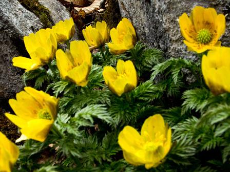 登山者が押し寄せる藤原岳の福寿草