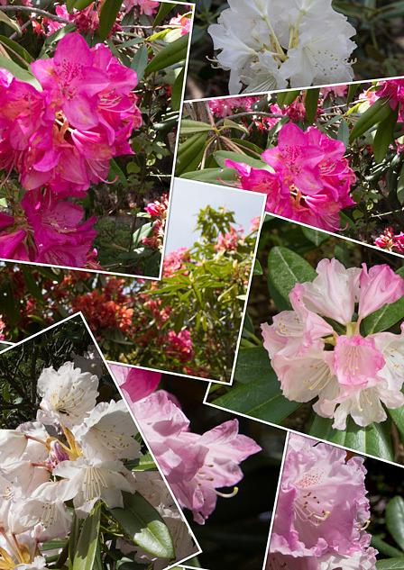 シャクナゲ近江富士花緑公園から