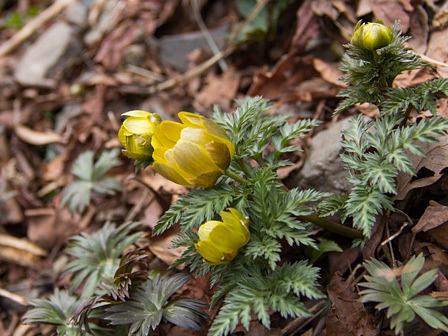 福寿草が咲く鈴鹿山系入道ヶ岳の井戸谷コース/2017年3月23日