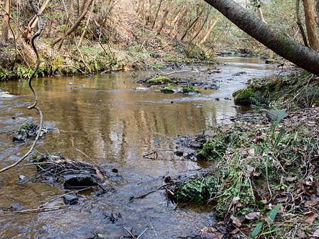 早春に咲く梅花黄連/希望が丘