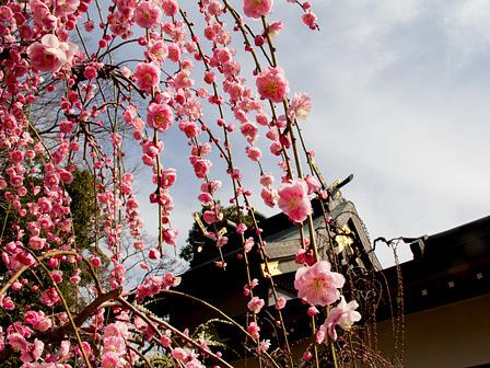 しだれ梅の結城神社/三重県津市