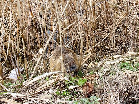 愛嬌あるヌートリアでも害獣/琵琶湖の内湖にて