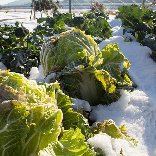 白菜つくりの雑談（平成２８年）