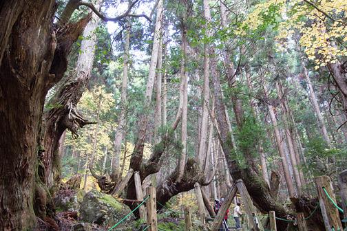 奇怪な樹形の株杉群/「21世紀の森公園」