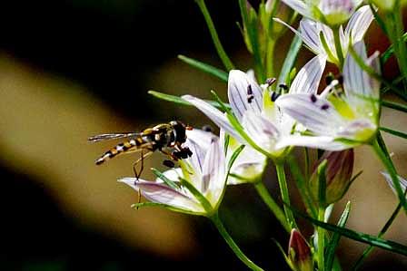 千振（せんぶり）— 苦き花の詩 　