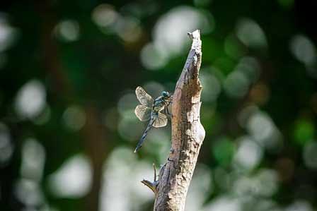 季節を織りなす、我が庭のトンボたち