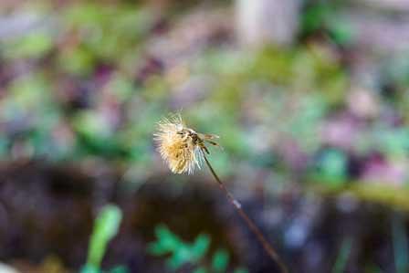 センボンヤリの秋のささやき
