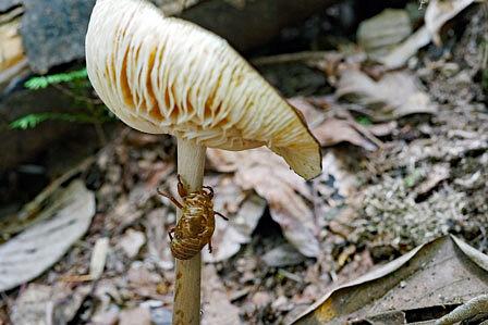 近江富士のヒグラシ