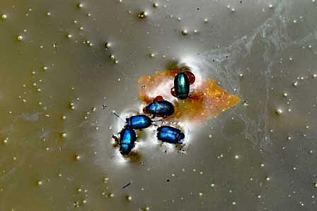 溺れる虫達の一本の藁